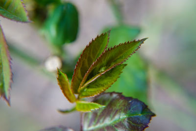 Close-up of plant leaves