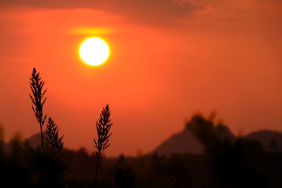 Silhouette trees against orange sky during sunset