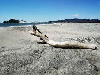 Driftwood on beach against sky