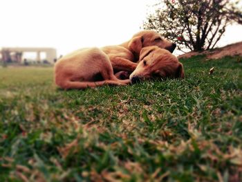 Close-up of dog on grass against sky