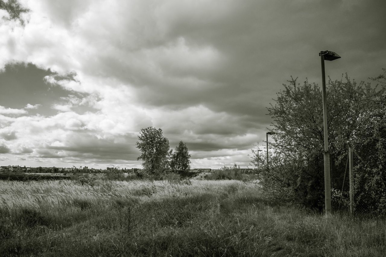 sky, tranquility, field, cloud - sky, tree, grass, tranquil scene, landscape, cloudy, nature, scenics, growth, beauty in nature, cloud, grassy, non-urban scene, plant, overcast, outdoors, day