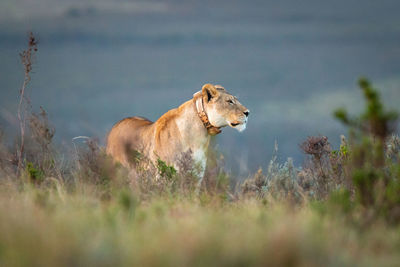 Female lion in south africa observing the environment at dusk