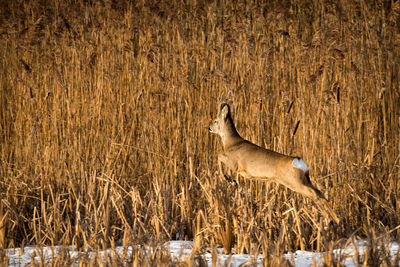 Side view of a jumping roe deer