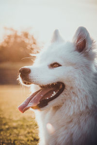 Close-up of a dog