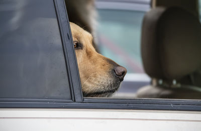 Close-up of dog looking through window