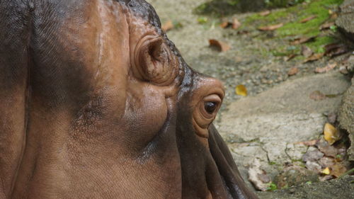 Close-up of a horse