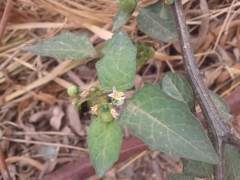 High angle view of insect on plant