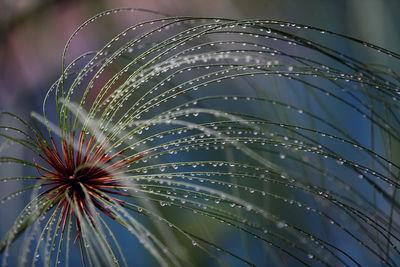 Close-up of wet plant against sky