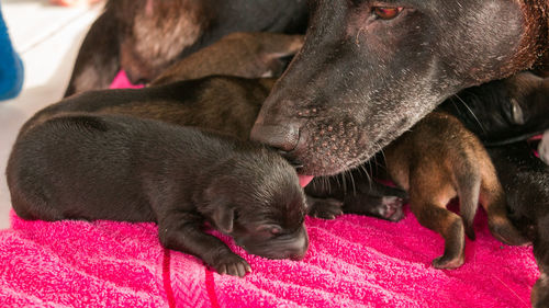 Close-up of a dog drinking water