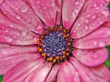 Macro shot of pink flower head