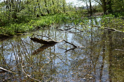 Scenic view of lake in forest