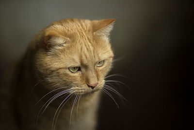 Closeup photography of portrait ginger kitten with green eyes on pastel background. selective focus.