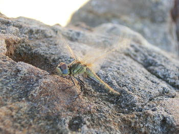 Close-up of crab on rock