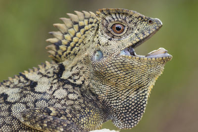 Close-up of a lizard