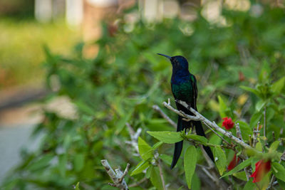 Close-up of bird perching on plant