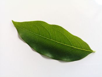 Close-up of green leaves on white background