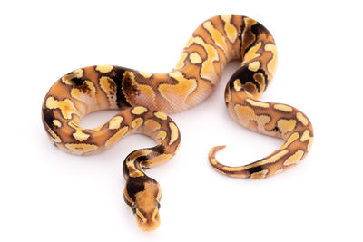Close-up of snake against white background