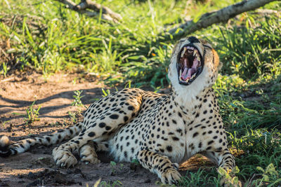 Tiger lying on dirt road