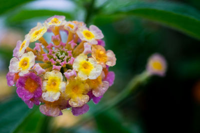 Close-up of yellow flower