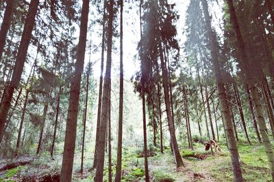 Trees in forest