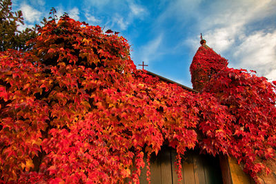 Low angle view of red flowering plant by building against sky