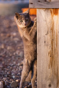 Close-up portrait of a cat