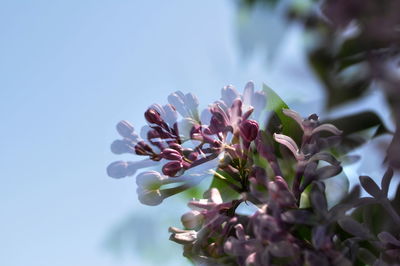 Close-up of white flowers