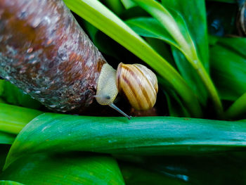 Close-up of snail on leaf