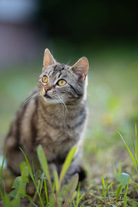 Cat looking away on field