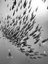 High angle view of fish swimming in sea