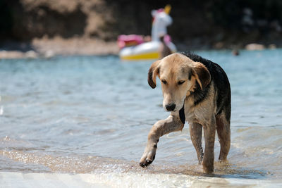 Dog looking at sea shore