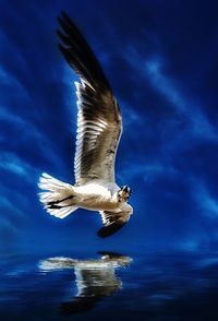 Close-up of seagull flying against sky