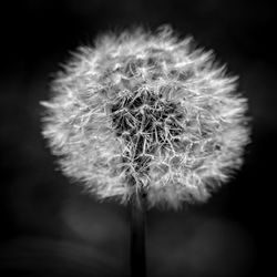 Close-up of dandelion flower