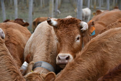 Cows in pen