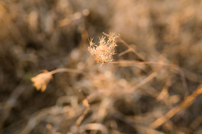 Close-up of dried plant on field