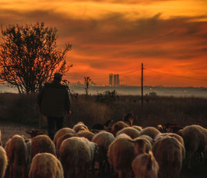 Flock of sheep on land against sky during sunset