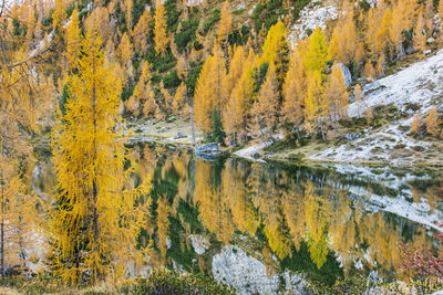 Reflection of autumn trees in water