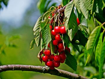 Close-up of red berries growing on tree