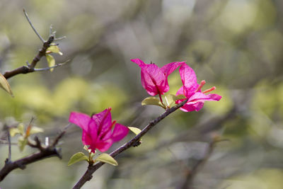 Close-up of pink flower blooming outdoors