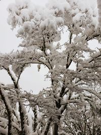 Low angle view of cherry blossoms against sky