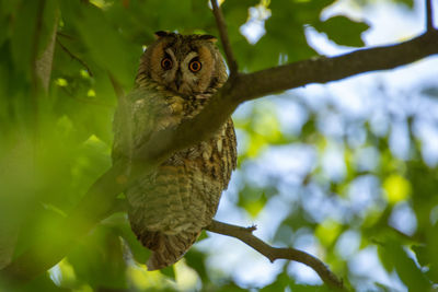 Low angle view of bird perching on tree