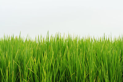 Close-up of crops growing on field against sky