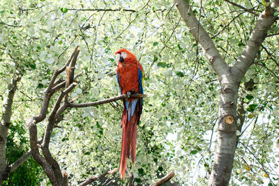 Low angle view of parrot perching on tree