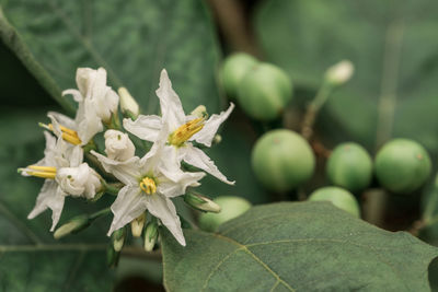 Close-up of white flowering plant