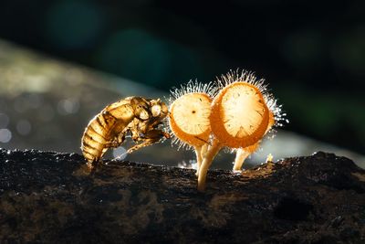 Animal shell by mushrooms on branch