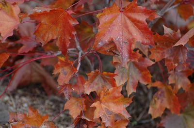 Close-up of maple leaves during autumn