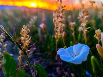 Close-up of flowering plants on field