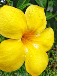 Close-up of wet yellow flower blooming outdoors