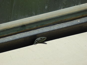 High angle view of bird on wall