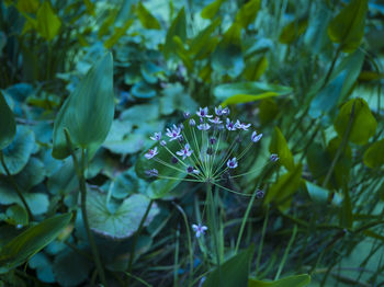 Close-up of flowers blooming outdoors